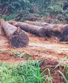 Une opération de récupération et de valorisation des bois abandonnés au Gabon
