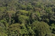Conclusions de l’étude « Sensibilité thermique sur le long terme dans les forêts tropicales de la planète »
