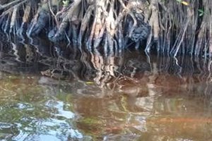 Pollutions pétrolières de Perenco : réaction du gouvernement gabonais
