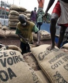 Agriculture : Cargill en route vers plus de transparence dans le secteur du cacao
