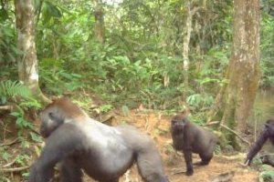 Le Gabon a son algorithme pour améliorer le suivi de sa faune
