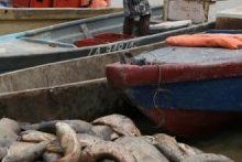 Le Gabon lève la suspension de pêche et de commercialisation de la carpe
