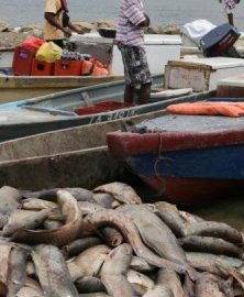 Le Gabon lève la suspension de pêche et de commercialisation de la carpe
