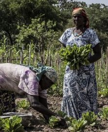 « Les Centrafricains ont soif de paix », relève l’ONU
