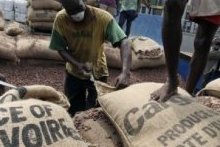 Agriculture : Cargill en route vers plus de transparence dans le secteur du cacao
