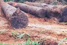 Une opération de récupération et de valorisation des bois abandonnés au Gabon
