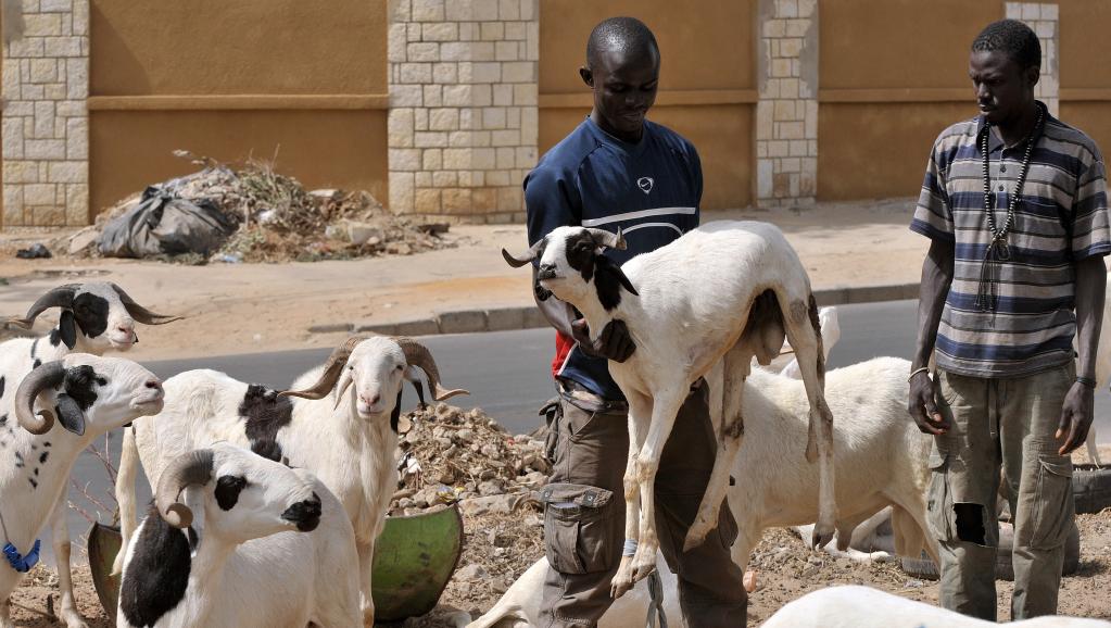 Fête du Mouton : la journée de dimanche fériée en République gabonaise
