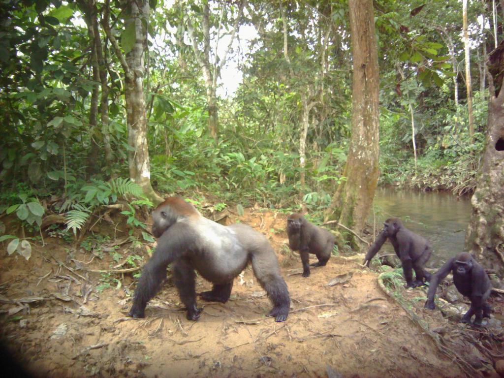 Le Gabon a son algorithme pour améliorer le suivi de sa faune
