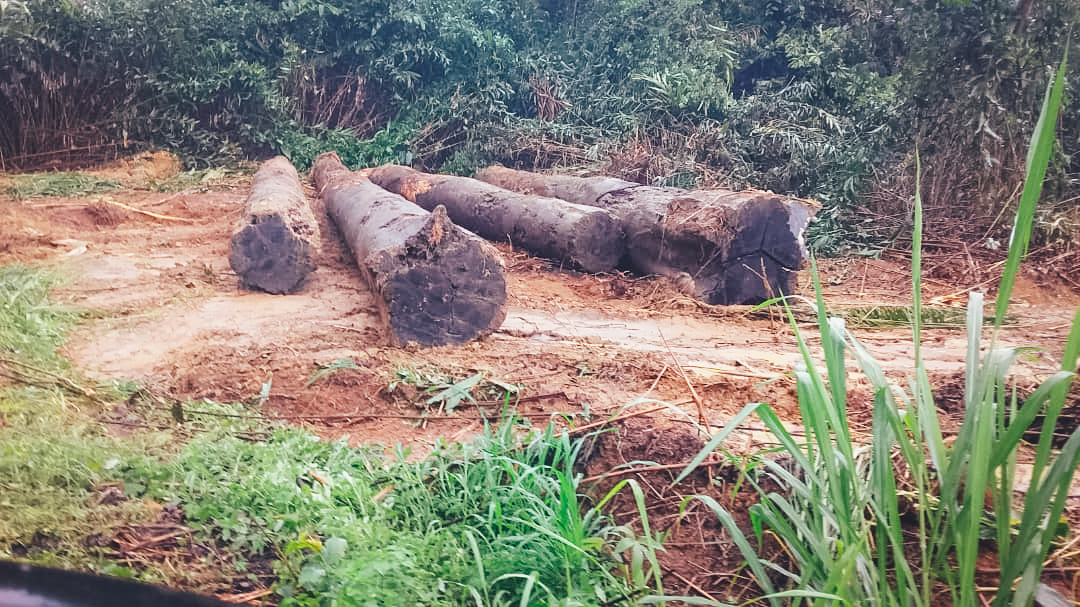 Une opération de récupération et de valorisation des bois abandonnés au Gabon
