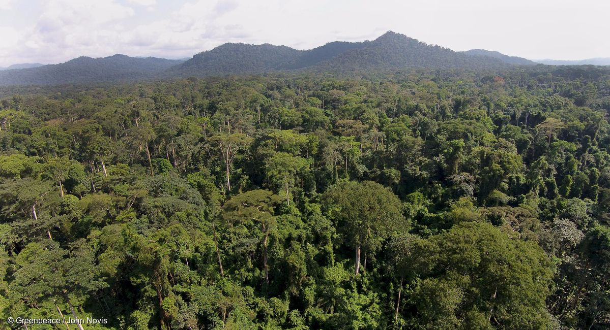 Conclusions de l’étude « Sensibilité thermique sur le long terme dans les forêts tropicales de la planète »
