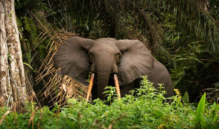 Le Gabon adopte une loi en faveur de la lutte contre les changements climatiques
